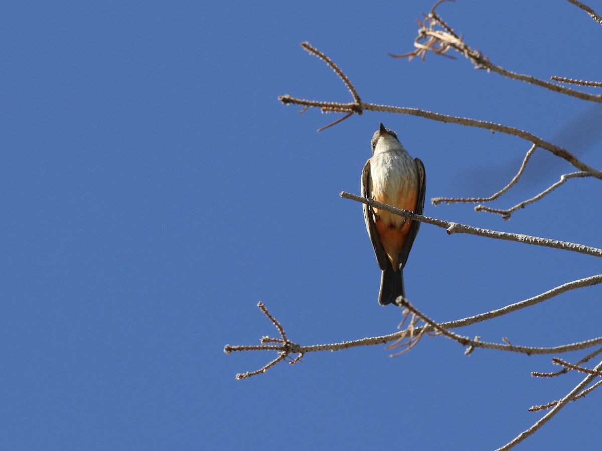 Vermilion Flycatcher - ML644769179