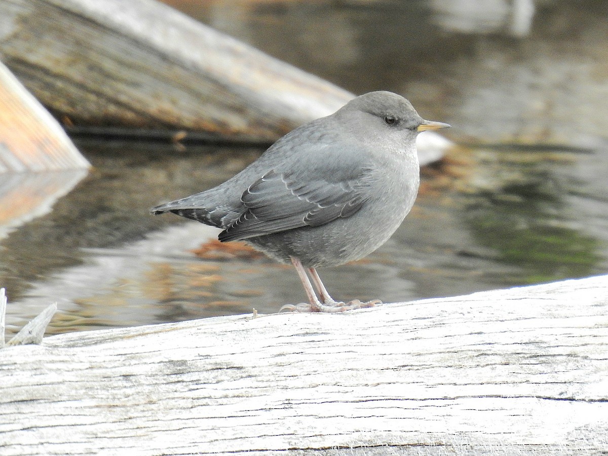 American Dipper - ML644769180