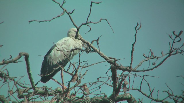 Asian Openbill - ML644769184