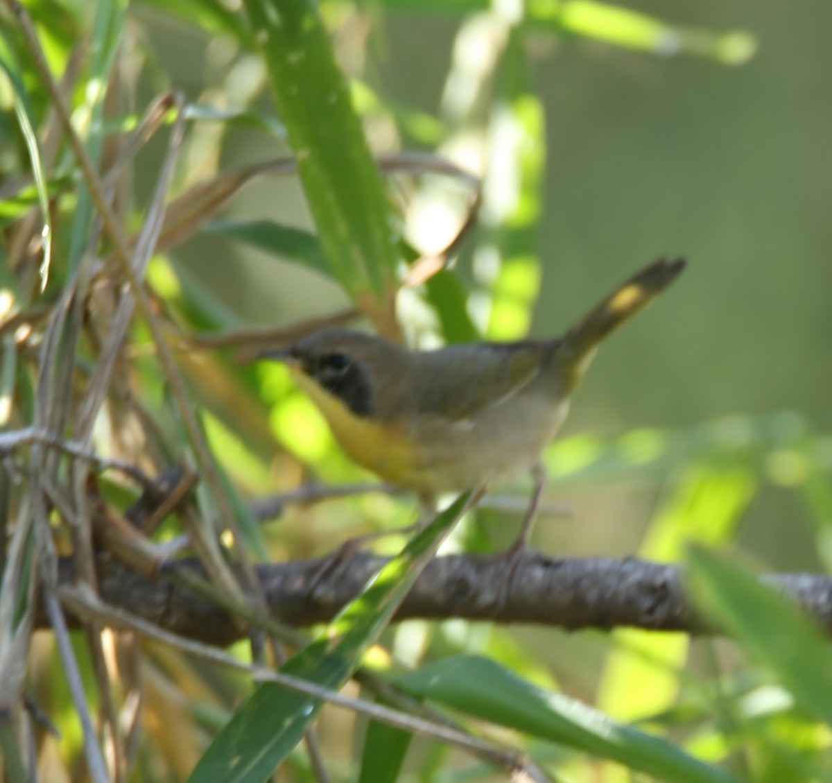 Common Yellowthroat - ML644769206