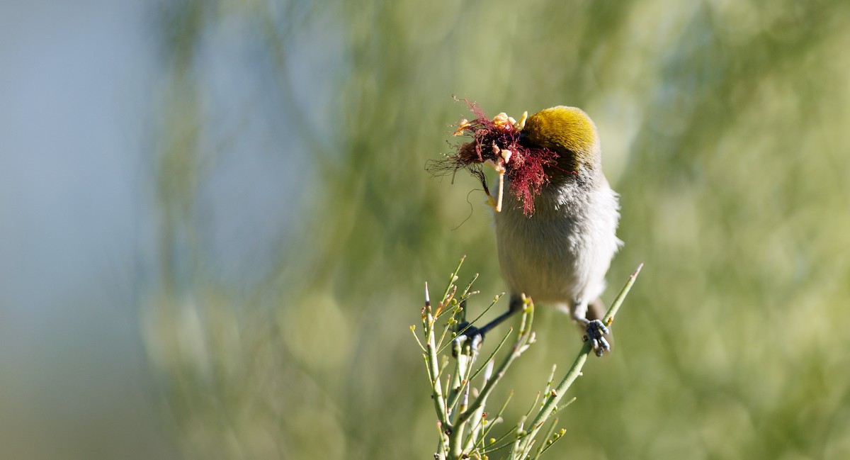 Verdin - ML644769208