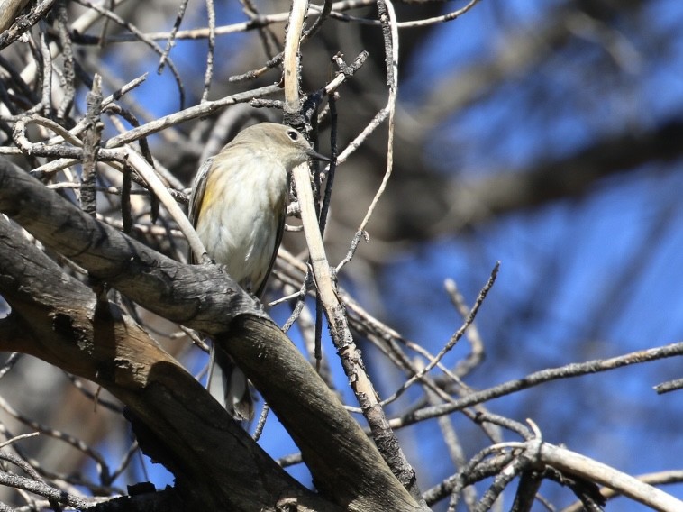 Yellow-rumped Warbler - ML644769212