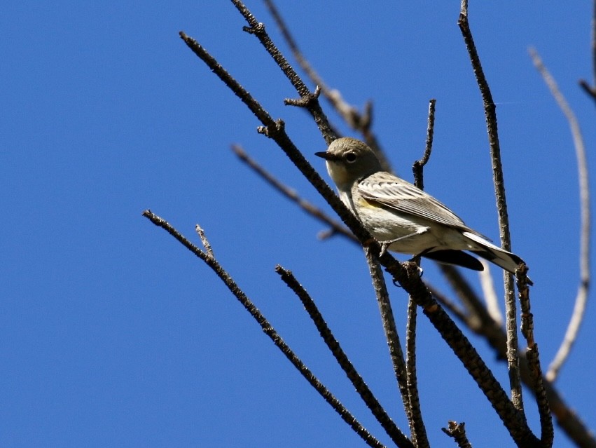 Yellow-rumped Warbler - ML644769213