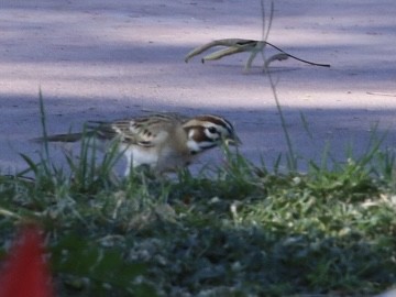 Vesper Sparrow - ML644769218