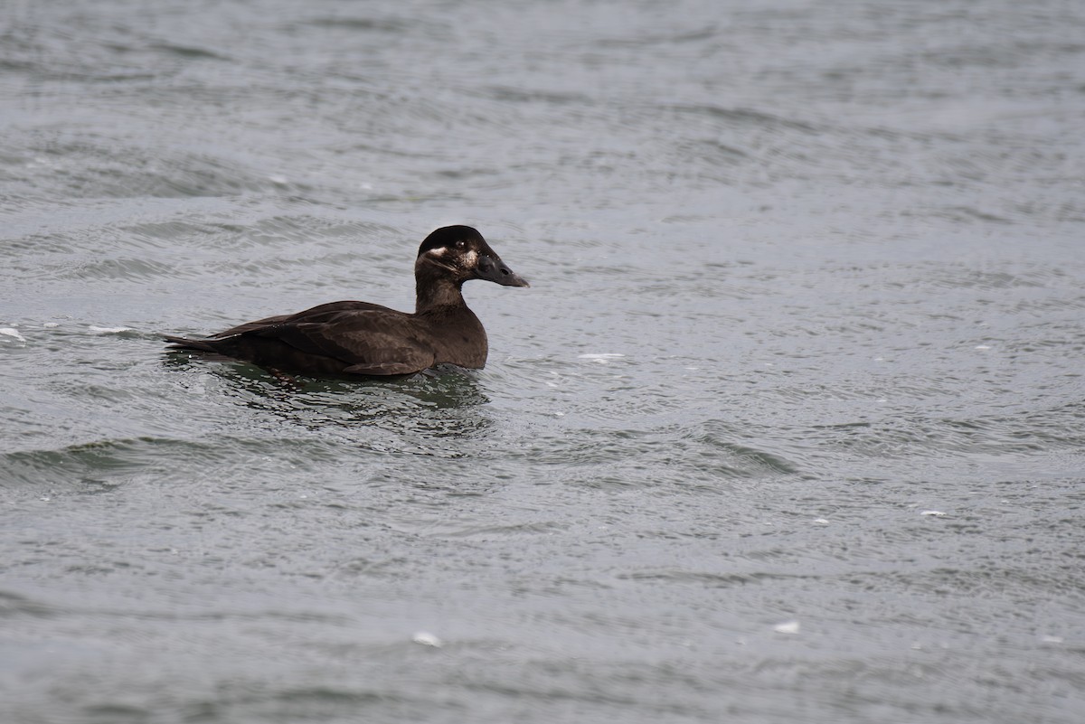 Surf Scoter - ML644769219