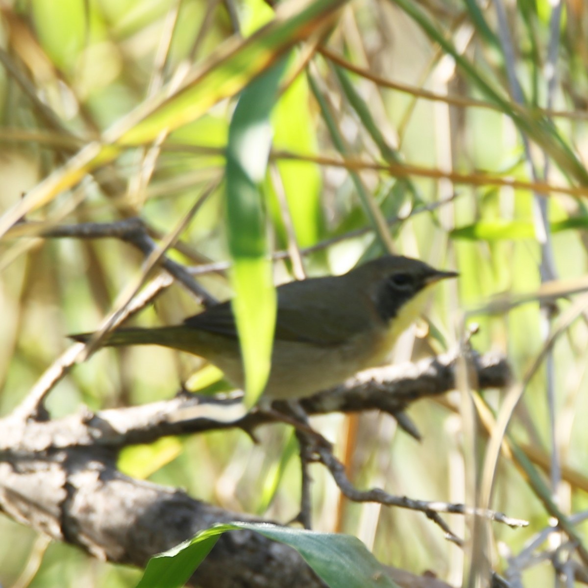 Common Yellowthroat - ML644769220