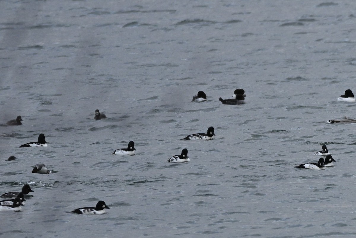 Surf Scoter - ML644769224