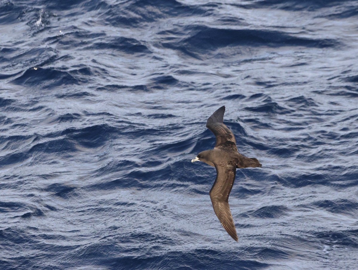 White-chinned Petrel - ML644769229