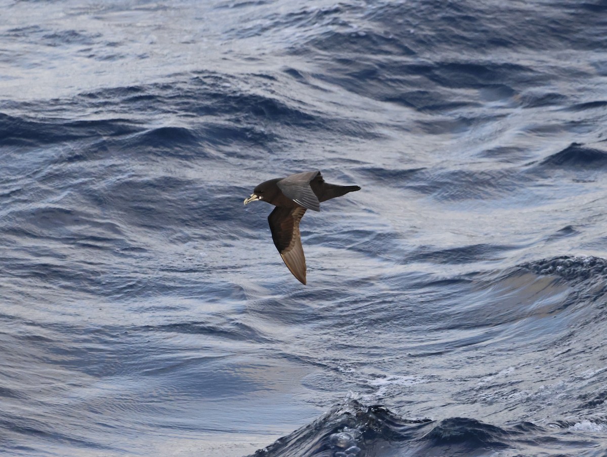 White-chinned Petrel - ML644769230