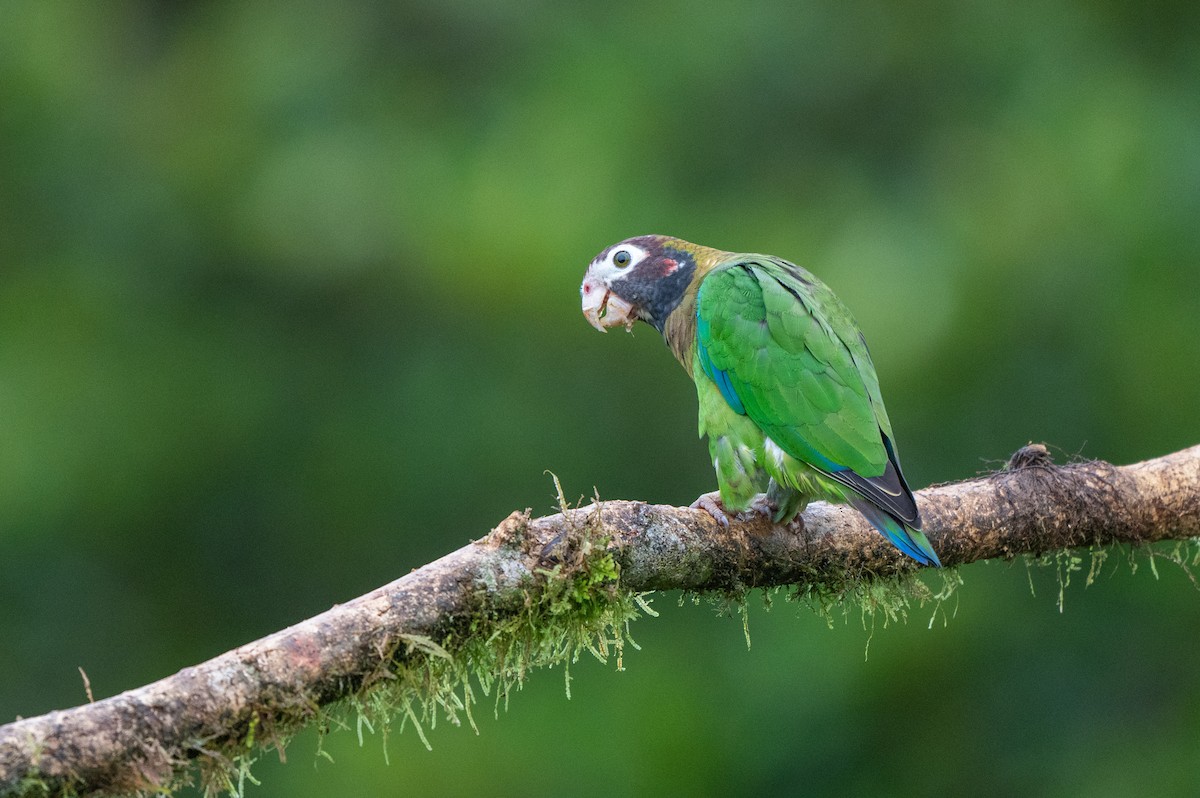 amazónek hnědohlavý - ML644769231