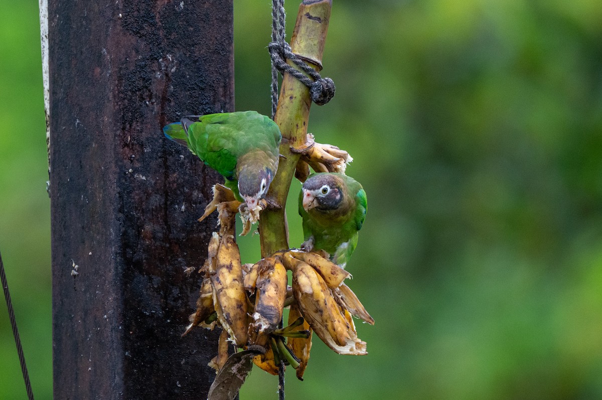amazónek hnědohlavý - ML644769232