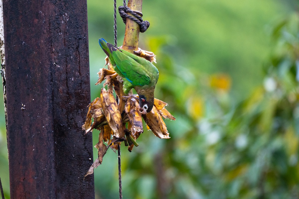 amazónek hnědohlavý - ML644769233