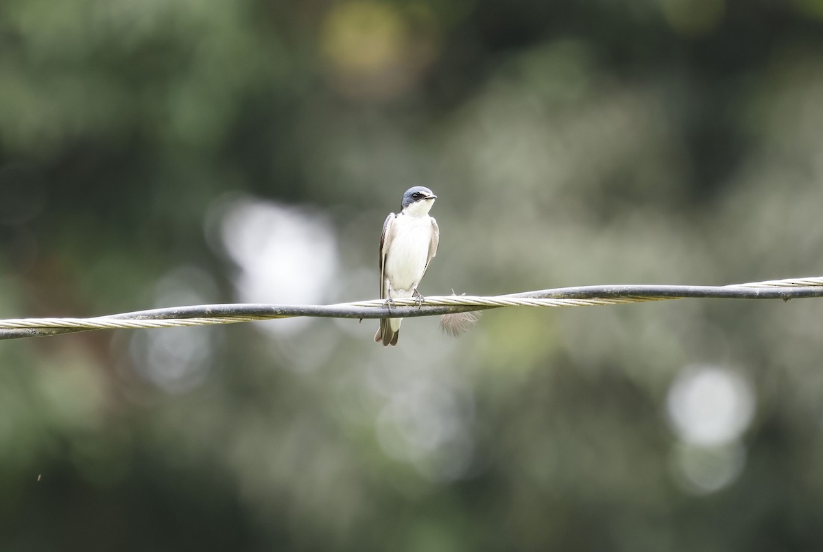White-rumped Swallow - ML644769236