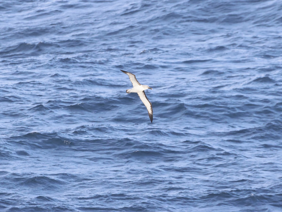 gulnesealbatross - ML644769237