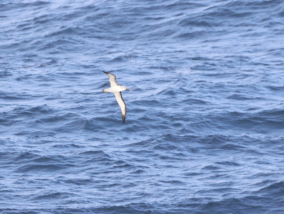 gulnesealbatross - ML644769238