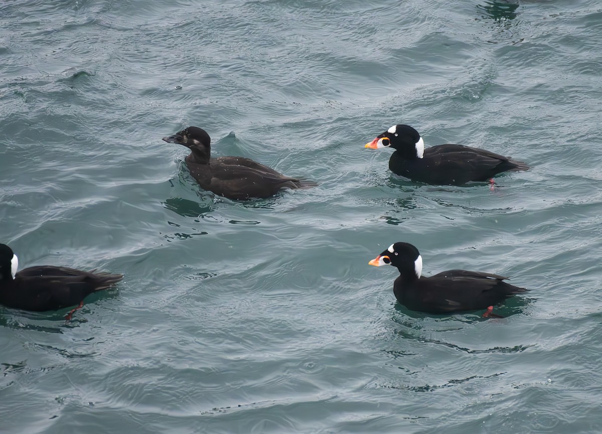 Surf Scoter - ML644769240