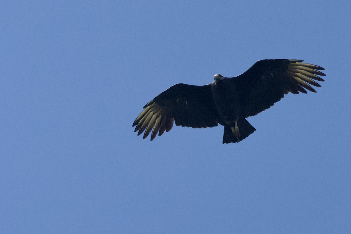 Катарта чорна - ML644769247