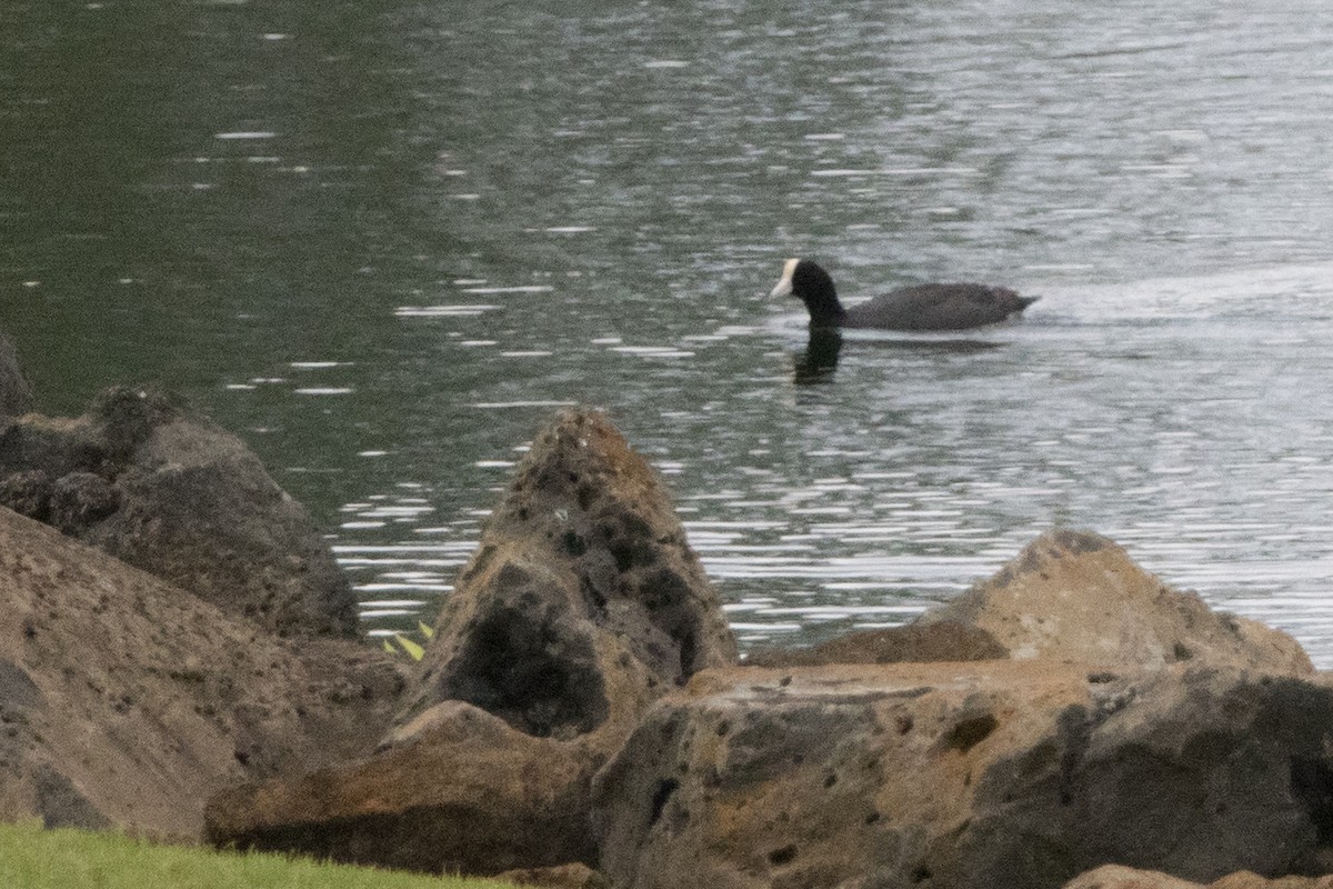 Hawaiian Coot - ML644769254