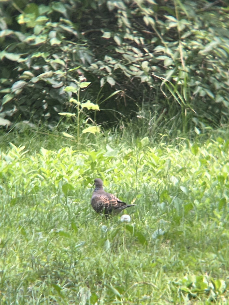 Oriental Turtle-Dove - ML644769255