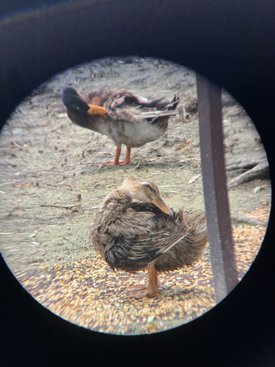 Oriental Turtle-Dove - ML644769256