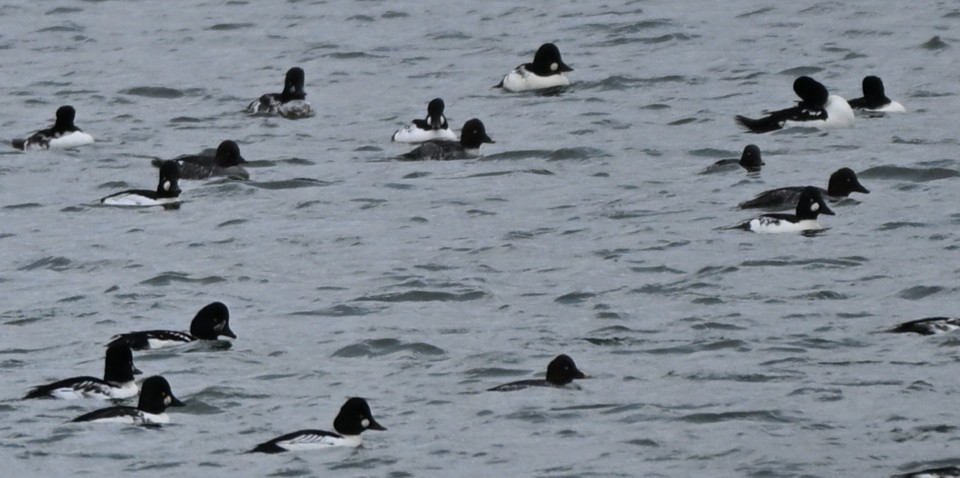 Barrow's Goldeneye - ML644769258