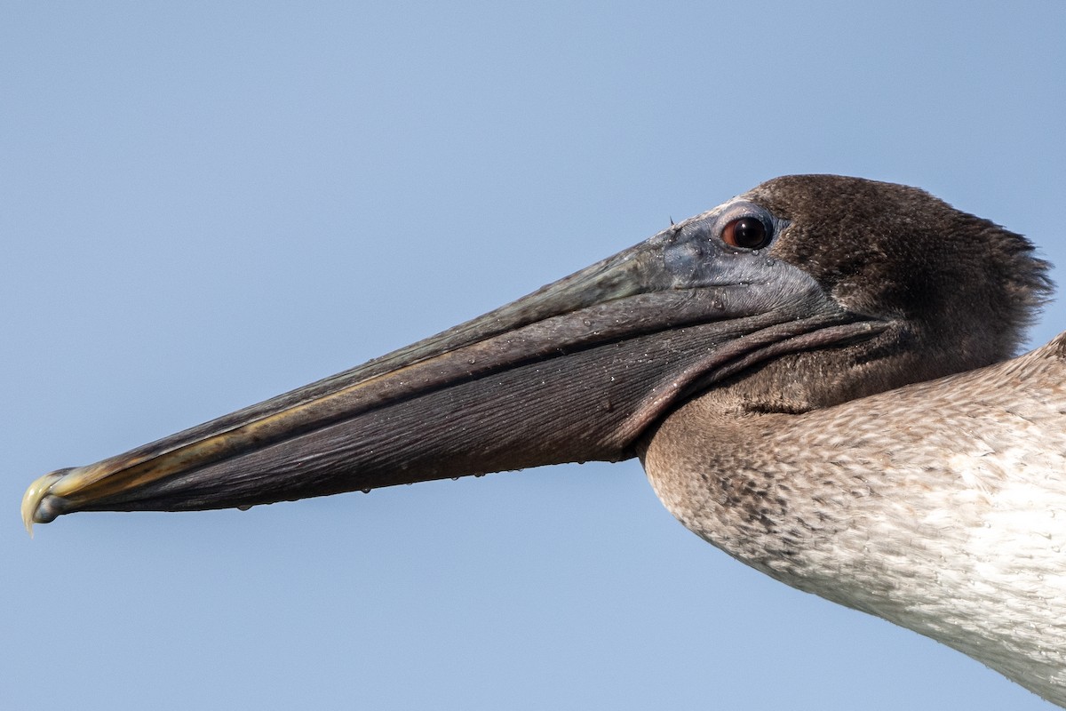 pelikán hnědý - ML644769260