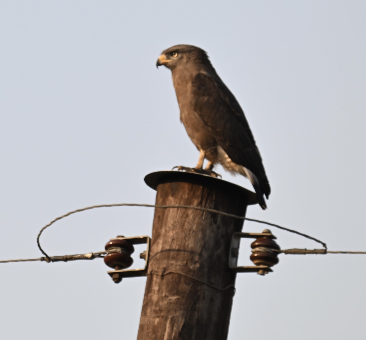 Culebrera Coliblanca - ML644769261