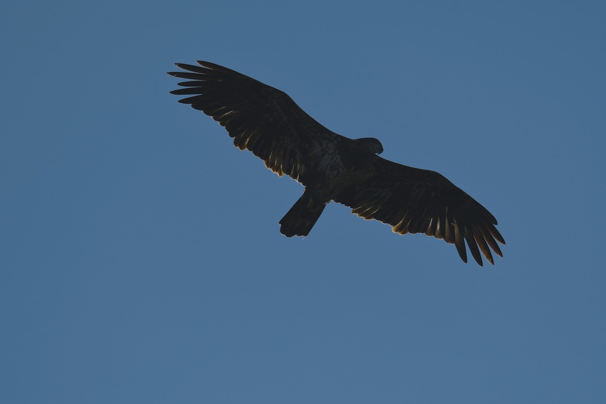 Itsas arrano buruzuria - ML644769281