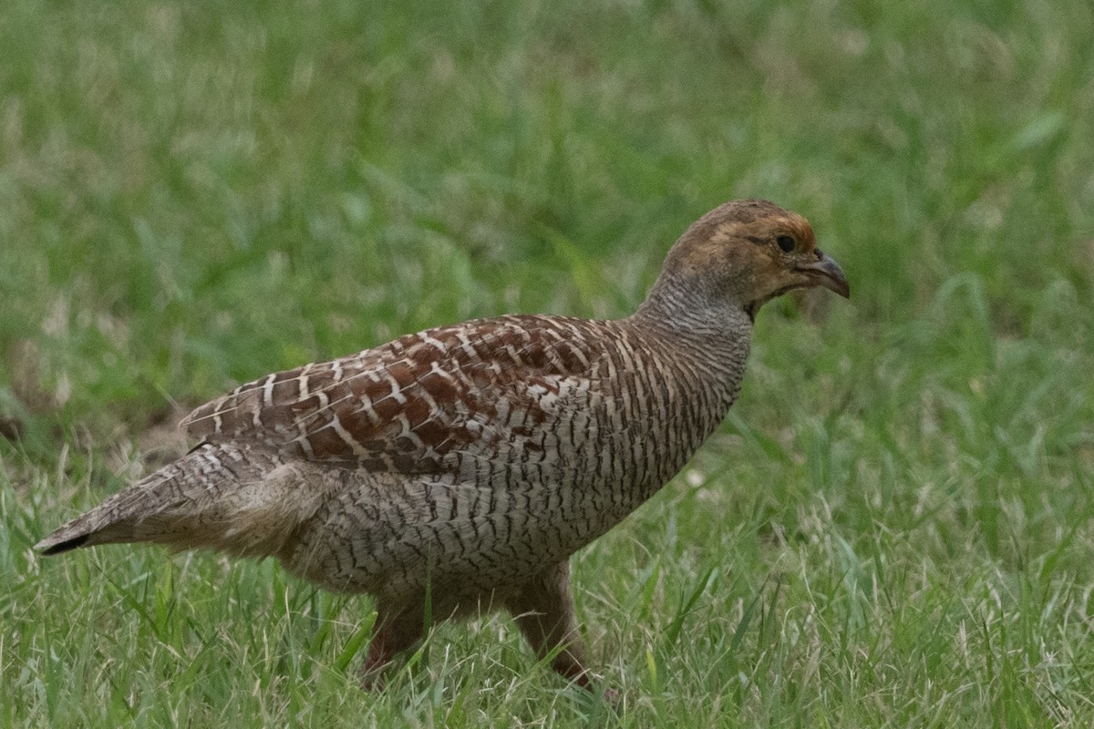 Gray Francolin - ML644769282