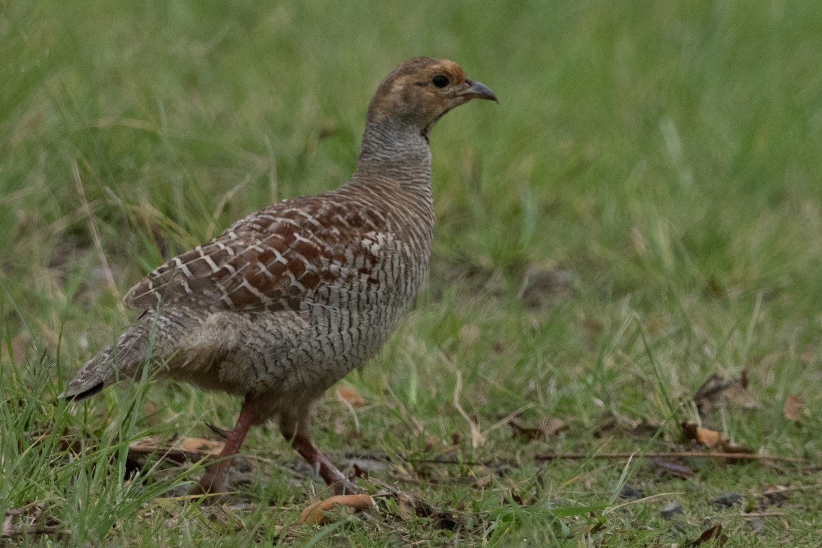 Gray Francolin - ML644769283