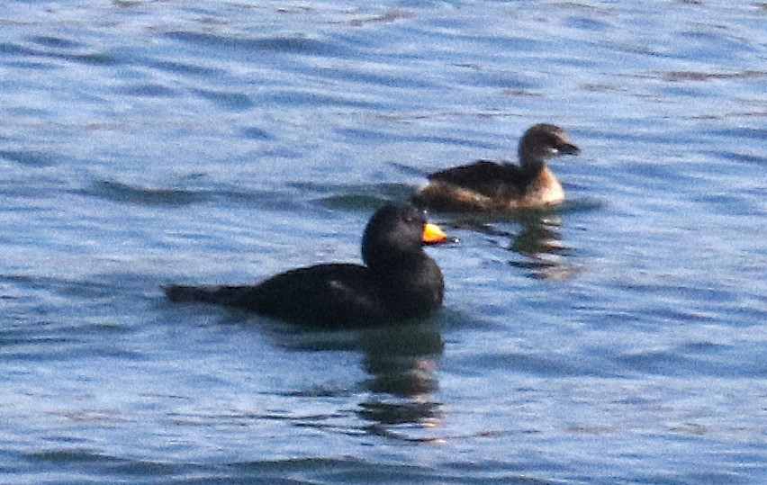 Black Scoter - ML644769284
