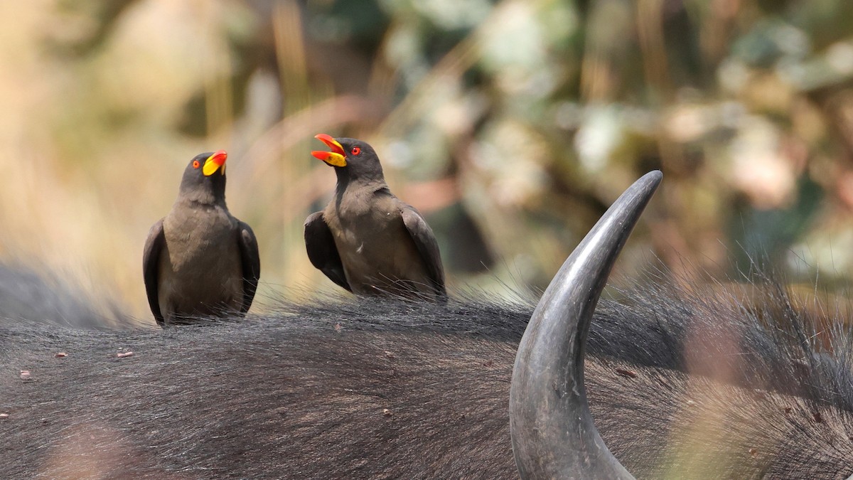 Sarı Gagalı Kenekuşu - ML644769285