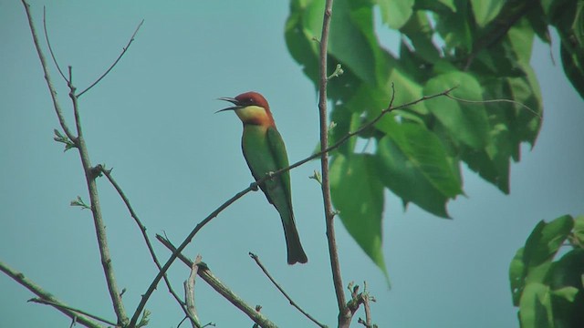Chestnut-headed Bee-eater - ML644769292
