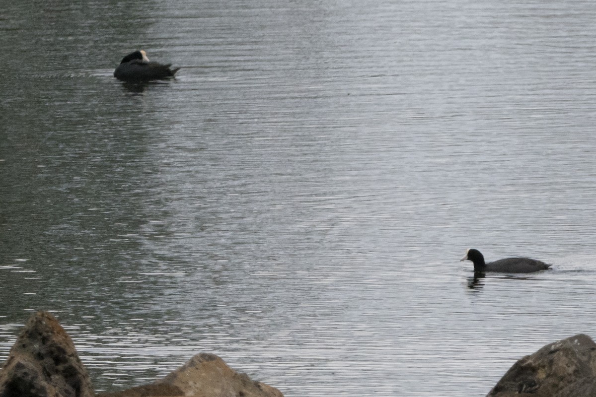 Hawaiian Coot - ML644769294