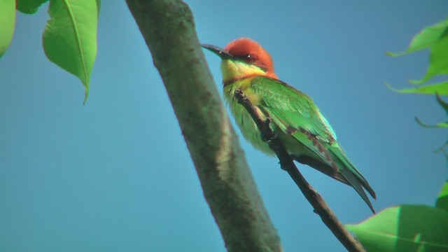 Chestnut-headed Bee-eater - ML644769295