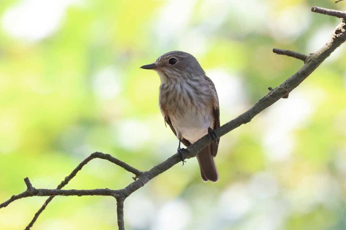 Spotted Flycatcher - ML644769296