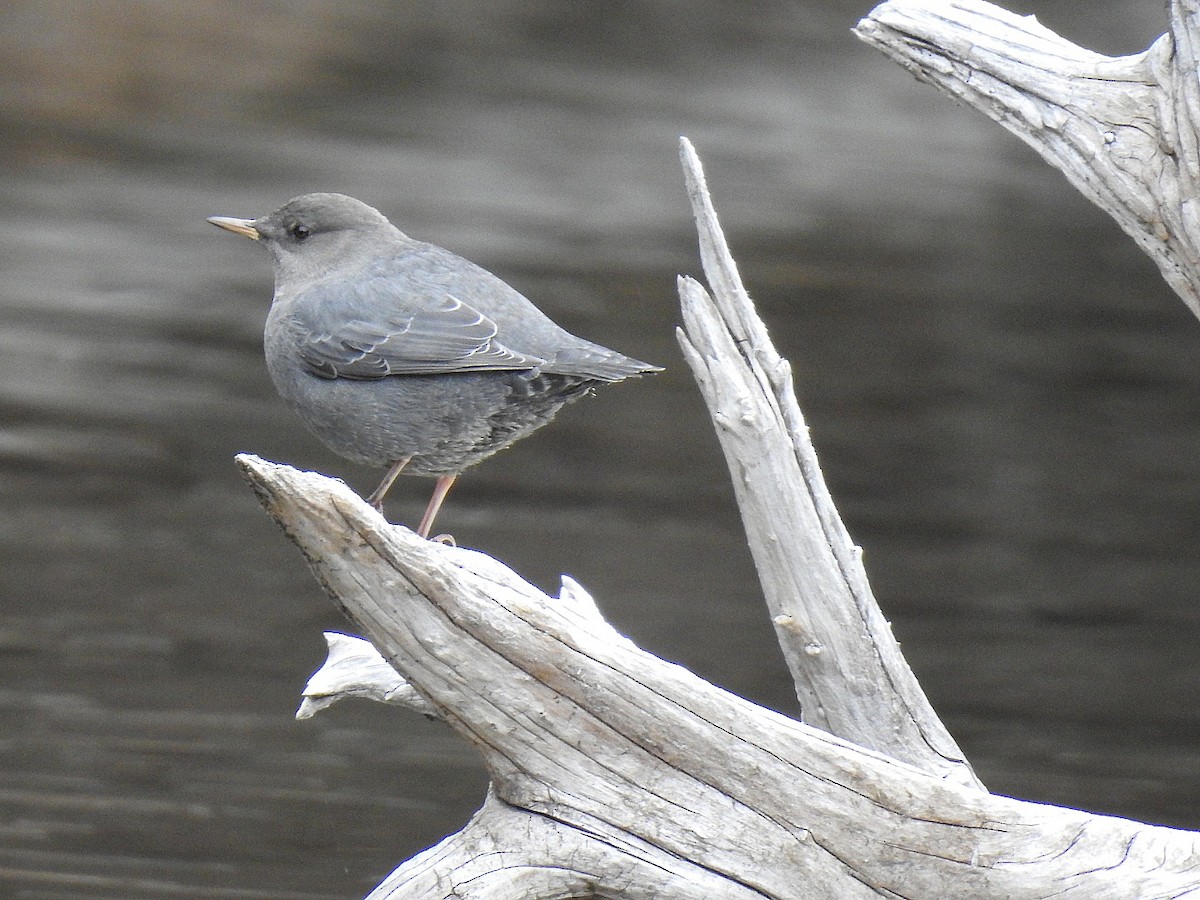 American Dipper - ML644769299