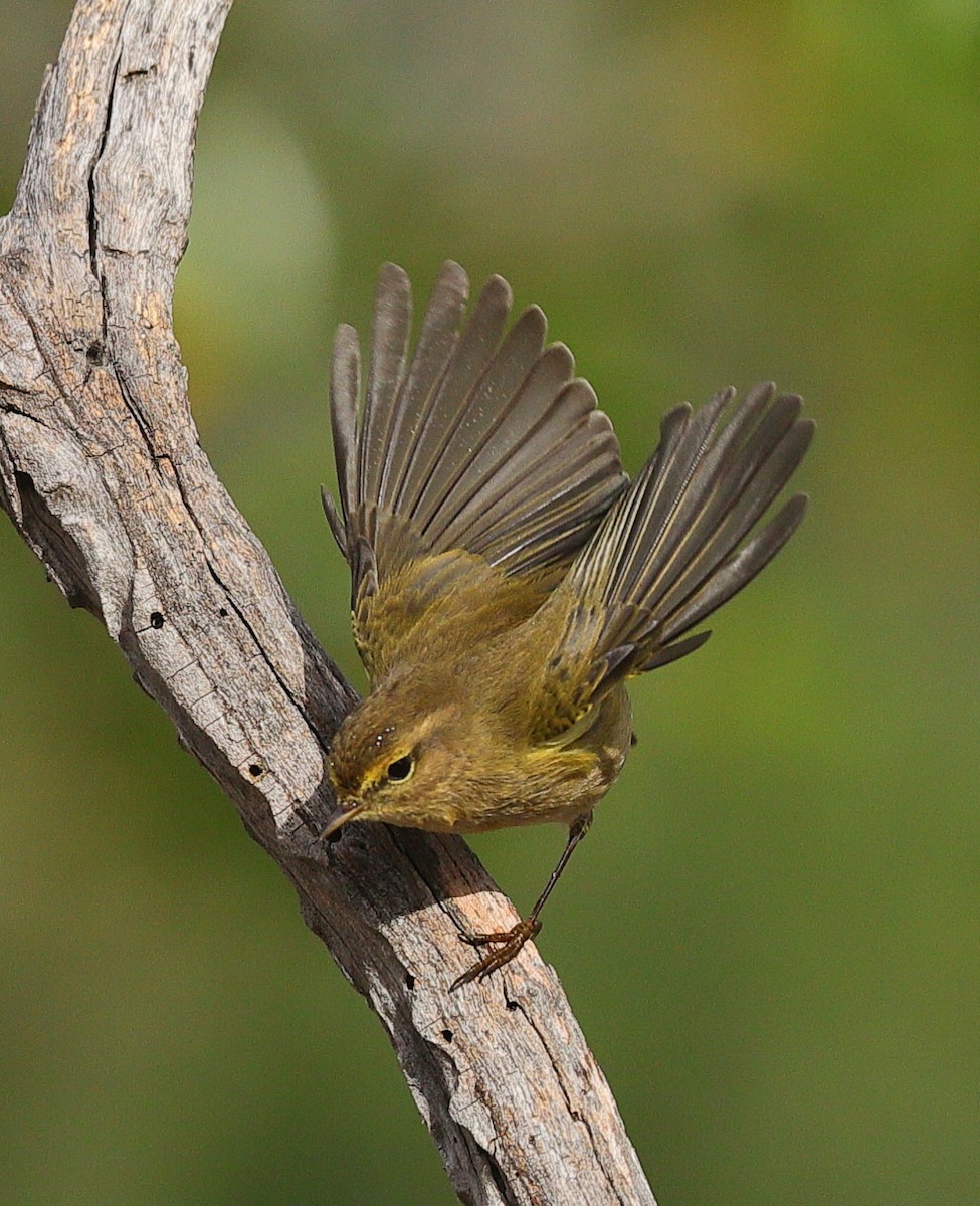 Mosquitero Común - ML644769305