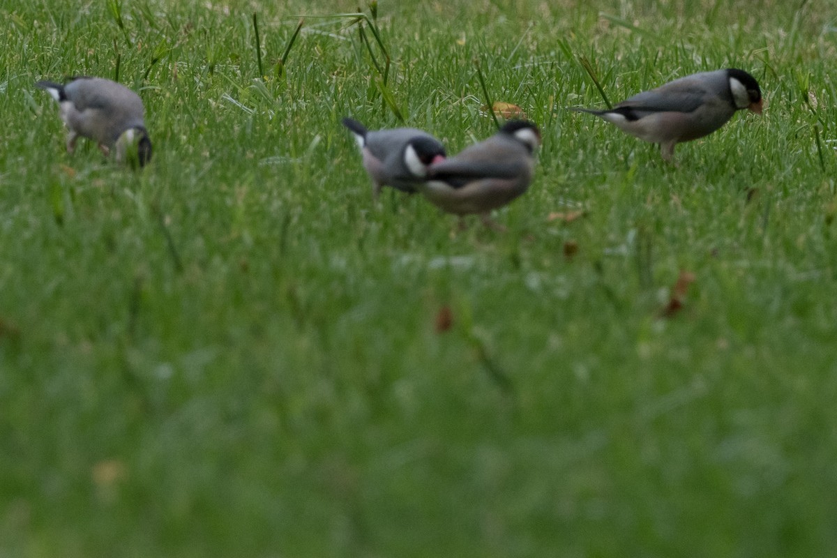 Java Sparrow - ML644769313