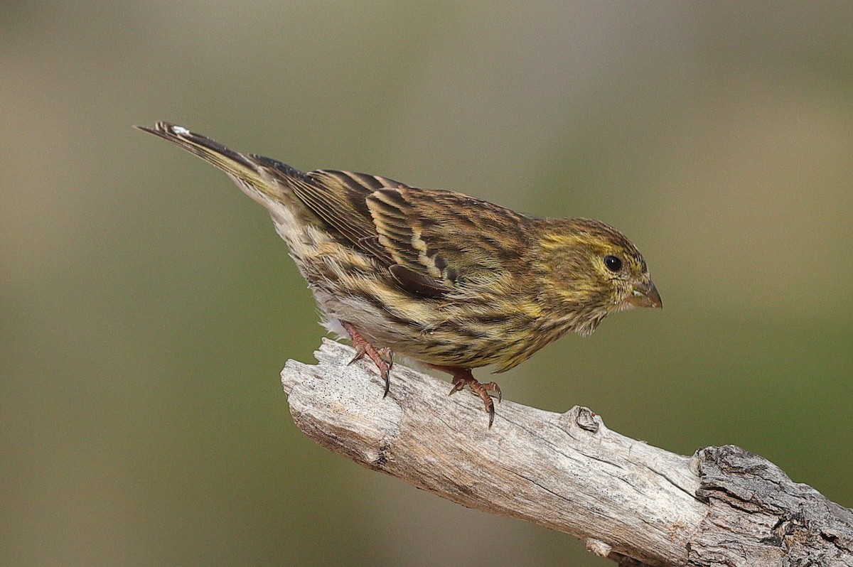 European Serin - ML644769323