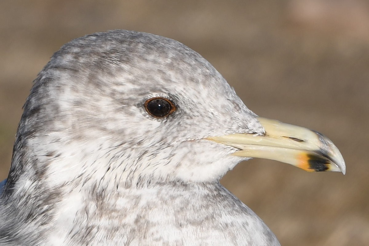 California Gull - ML644769336