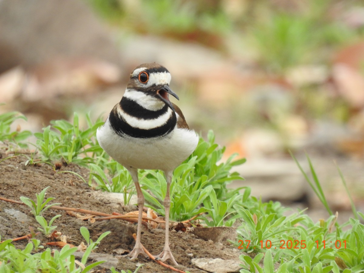 Killdeer - ML644769365
