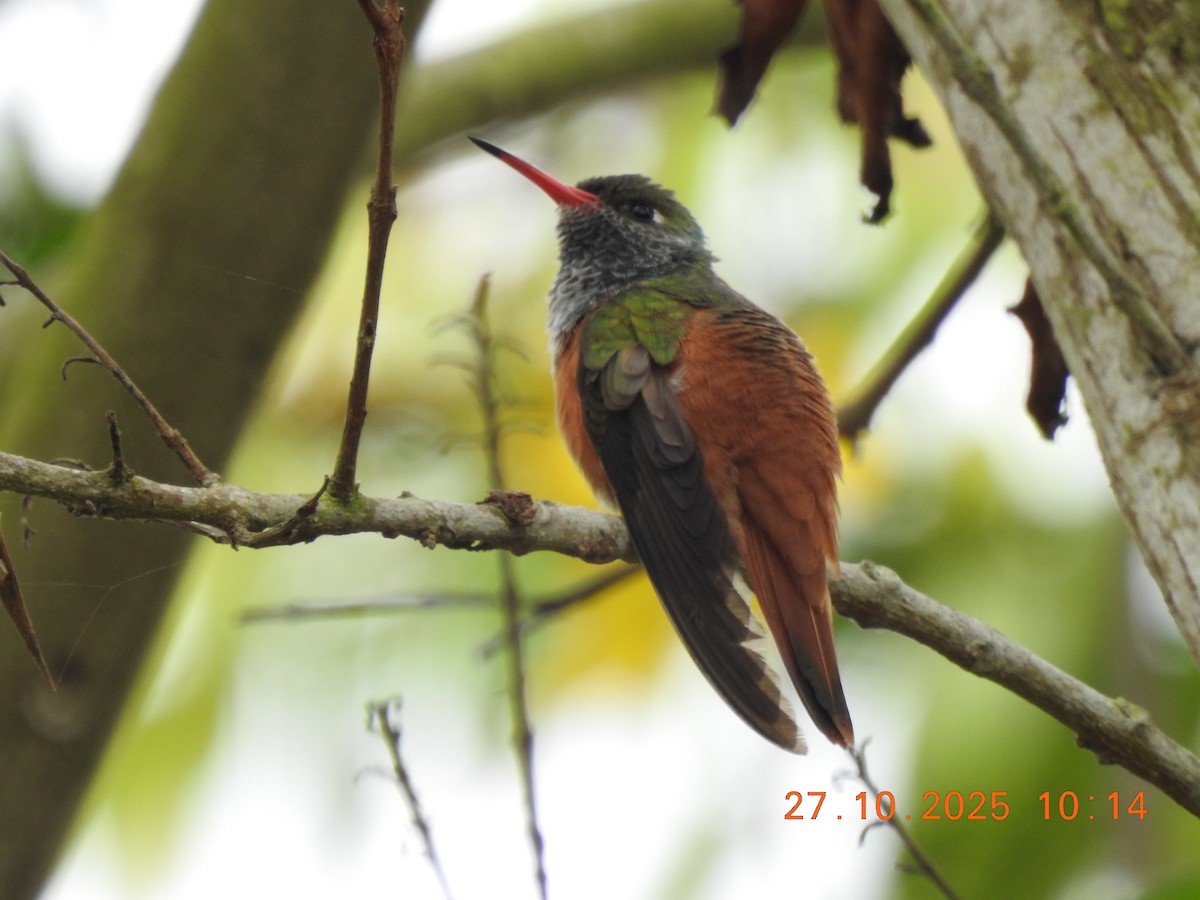 Amazilia Hummingbird - ML644769371