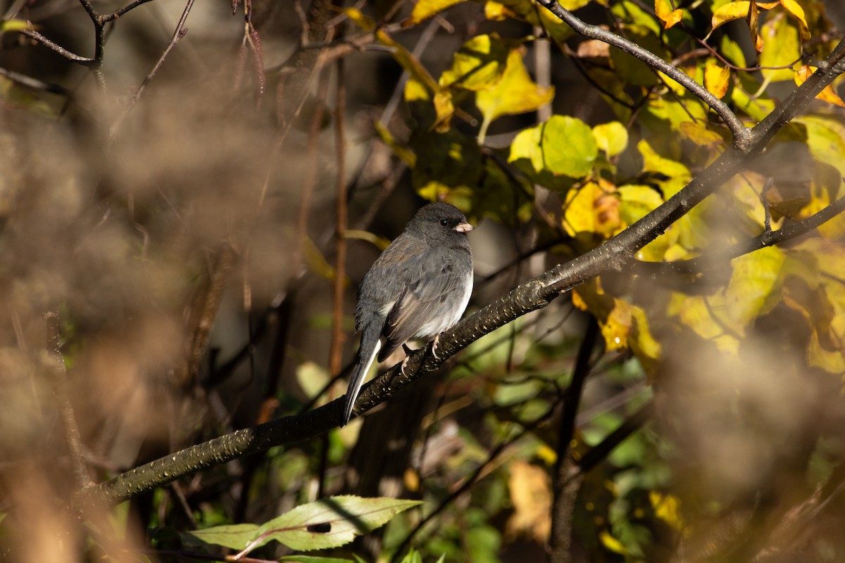 Dark-eyed Junco - ML644769384