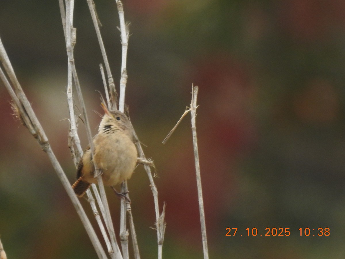 Southern House Wren - ML644769393