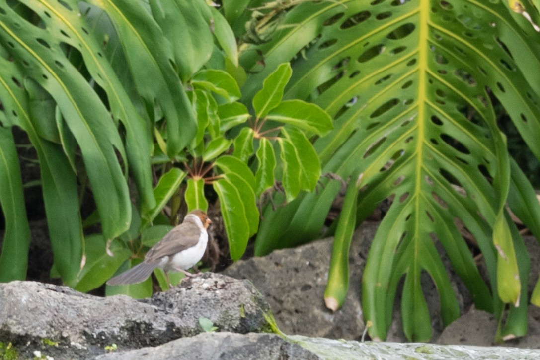 Yellow-billed Cardinal - ML644769394