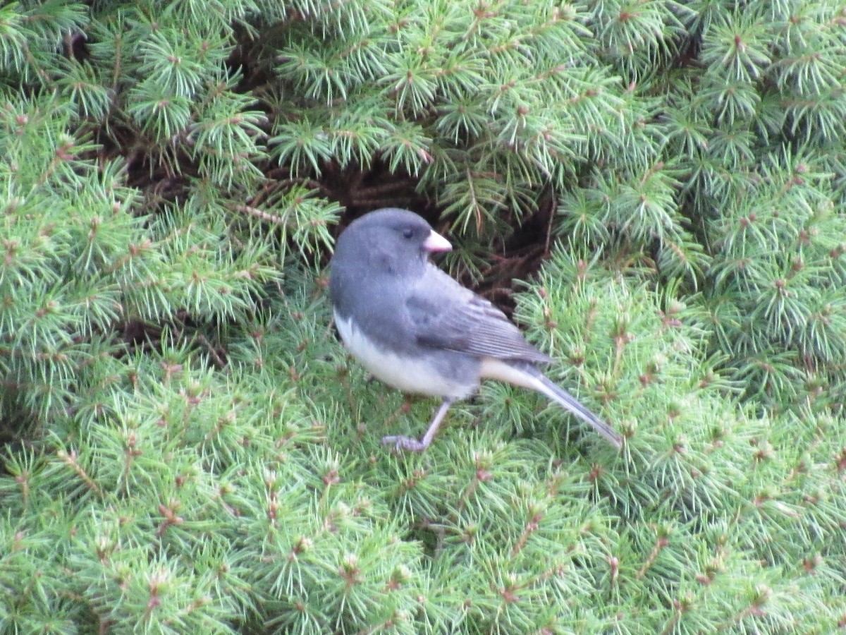 Dark-eyed Junco - ML644769396