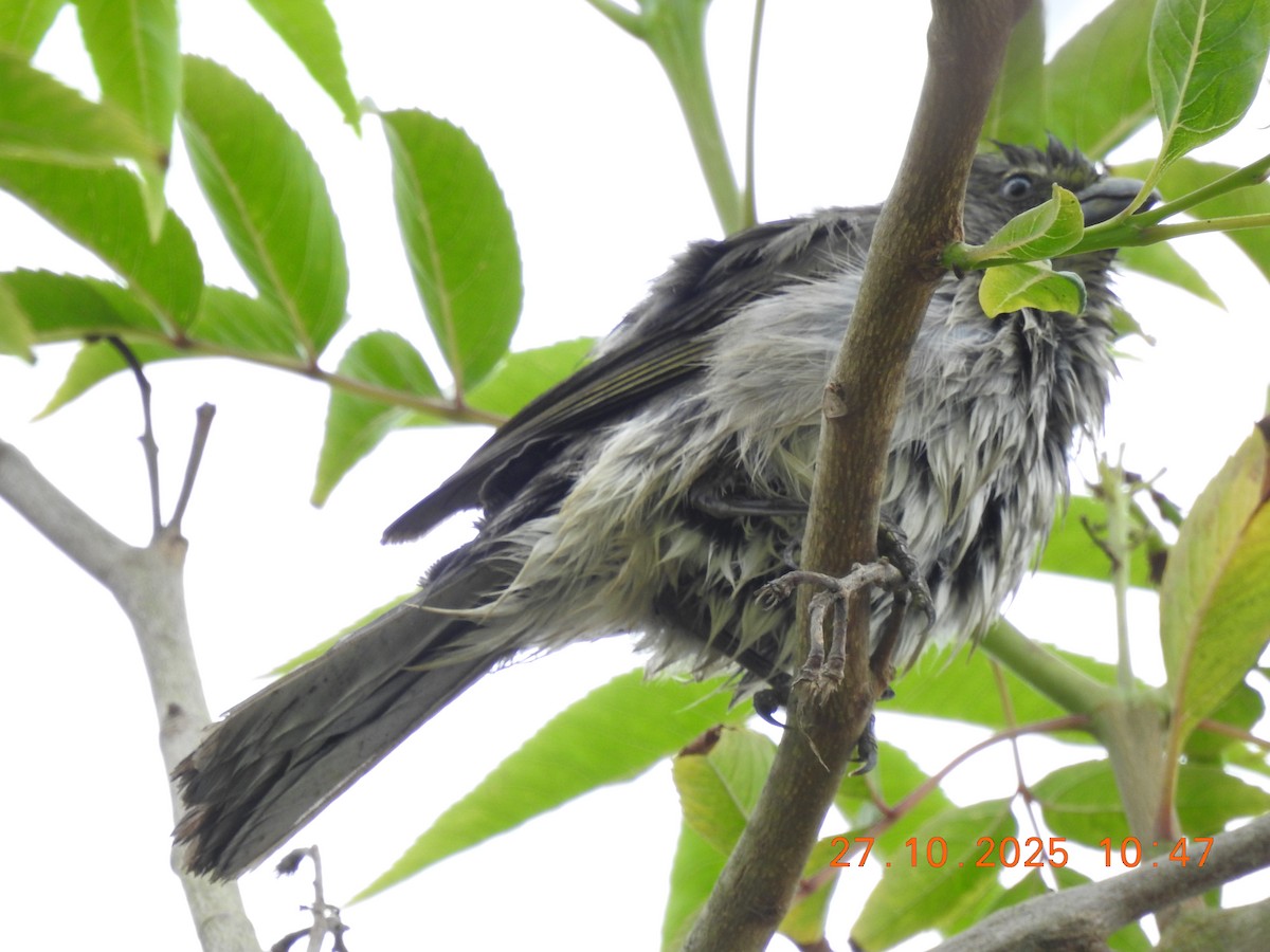 Streaked Saltator - ML644769400