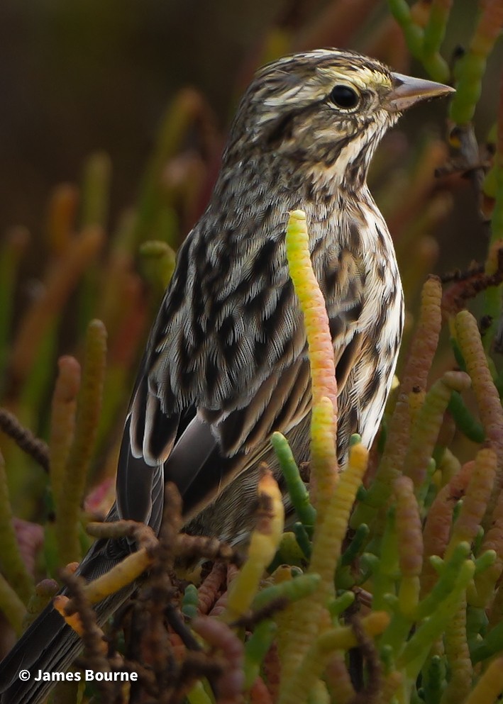 Chingolo Sabanero - ML644769401