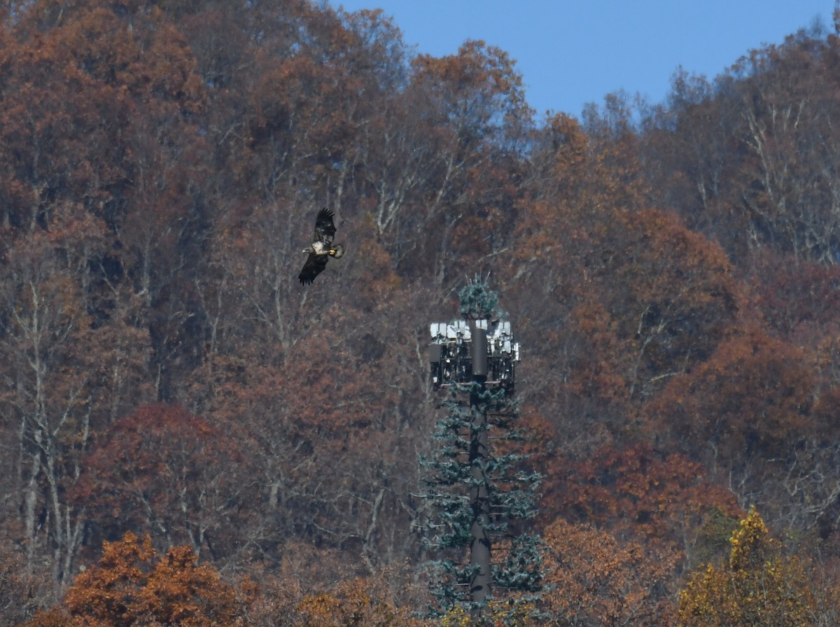 Itsas arrano buruzuria - ML644769409